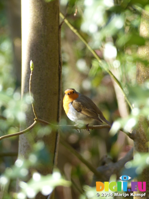 FZ004169 Robin on branch